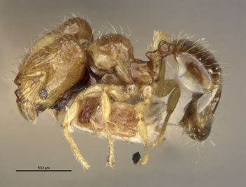 Media type: image;   Entomology 22884 Aspect: habitus lateral